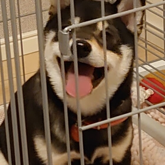 犬 ( いぬ )の 写真 ( 画像 )-柴 もも -749637