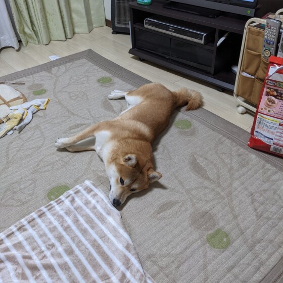犬 ( いぬ )の 写真 ( 画像 )-柴 福太郎 -761648