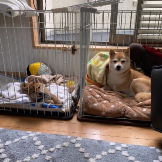 犬 ( いぬ )の 写真 ( 画像 )-柴 かりん -854402