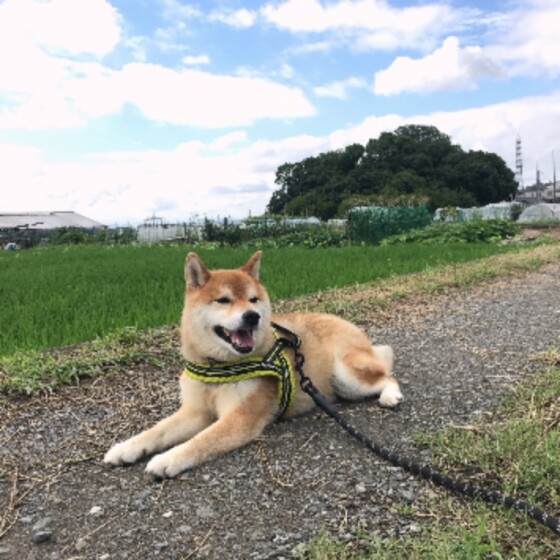 犬 ( いぬ )の 写真 ( 画像 )-柴 ふく -864785