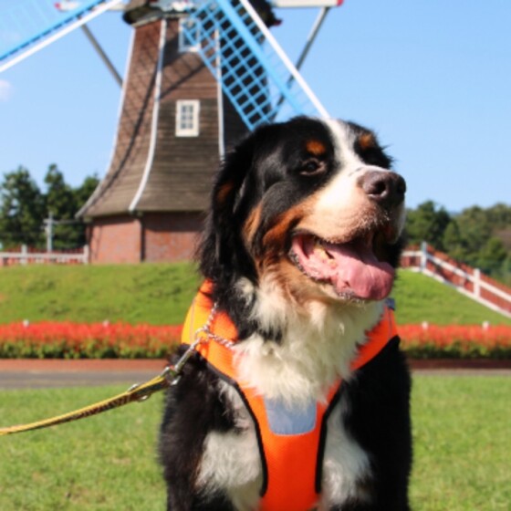 犬 ( いぬ )の 写真 ( 画像 )-バーニーズ・マウンテン・ドッグ だいな -871079
