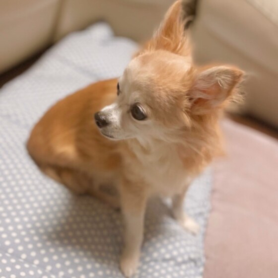 犬 ( いぬ )の 写真 ( 画像 )-チワワ しぇる(チコ) ♪ -889965