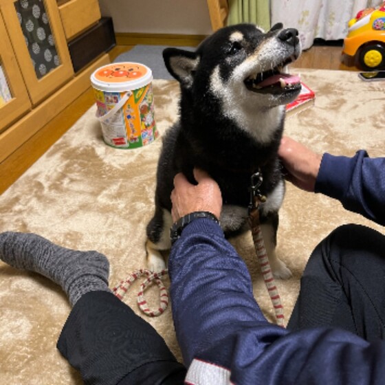 犬 ( いぬ )の 写真 ( 画像 )-柴 ごま -922549