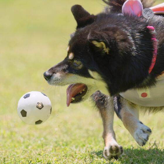 犬 ( いぬ )の 写真 ( 画像 )-柴 ラガー -1008741
