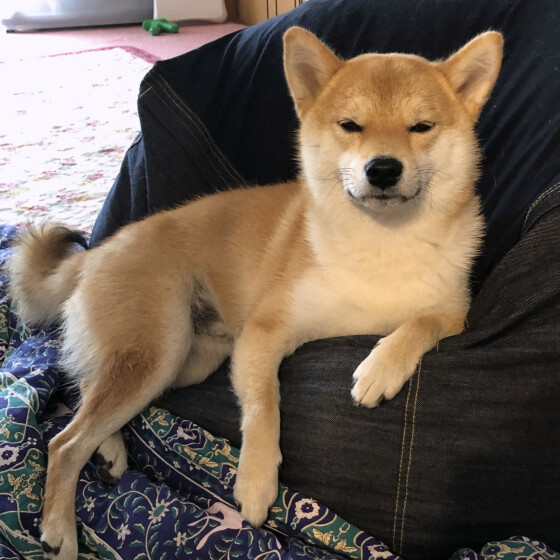 犬 ( いぬ )の 写真 ( 画像 )-柴 コウ -1044937