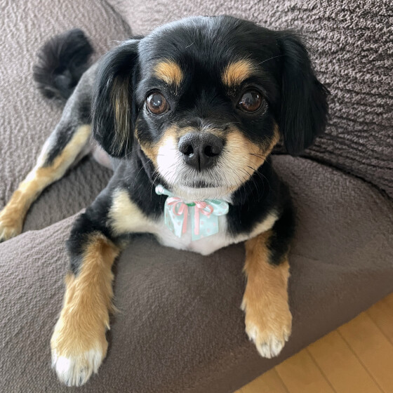 犬 ( いぬ )の 写真 ( 画像 )-Ｍｉｘ（雑種）小型犬 モカ -1059296