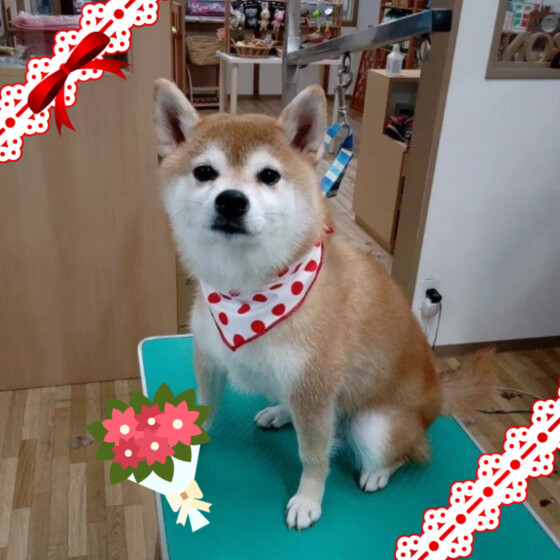 犬 ( いぬ )の 写真 ( 画像 )-柴 ちゃちゃ -1063692