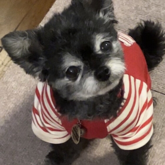 犬 ( いぬ )の 写真 ( 画像 )-Ｍｉｘ（雑種）小型犬 チョコ -1136003