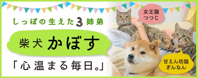 しっぽの生えた3姉弟 柴犬かぼす 「心温まる毎日。」