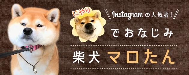 Instagramの人気者!にやりでおなじみ柴犬マロたん