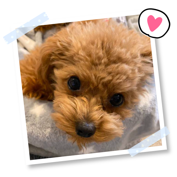 ドッグフードｑ ａに関する記事一覧 いぬのきもちweb Magazine